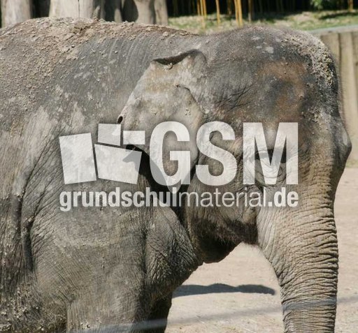 Indischer-Elefant-2.jpg